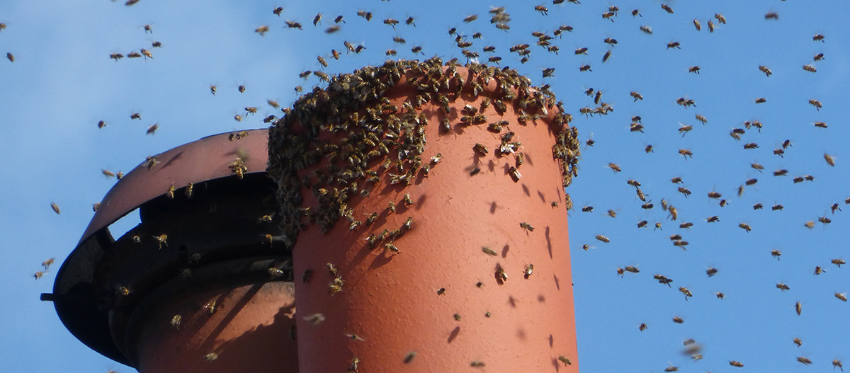 Bees round chimney pot